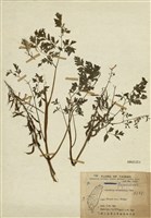 藏品(密花黃菫)的圖片